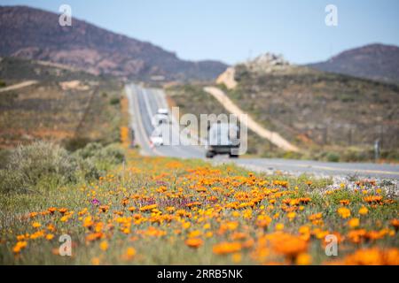 210902 -- KAPSTADT, 2. September 2021 -- Wildblumen blühen entlang einer Autobahn in der Northern Cape Province, Südafrika, am 30. August 2021. ZU DIESEM Feature: Saisonaler Wildblumentourismus in Südafrika floriert trotz COVID-19 SÜDAFRIKAS-TOURISMUS-BLUMENROUTE-WILDBLUMEN LyuxTianran PUBLICATIONxNOTxINxCHN Stockfoto