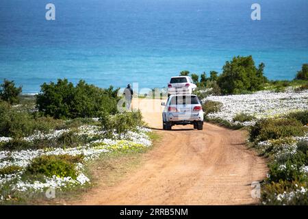 210902 -- KAPSTADT, 2. September 2021 -- Touristen fahren am 31. August 2021 auf einer Straße mit Wildblumen im West Coast National Park in der Westkap-Provinz, Südafrika. ZU DIESEM Feature: Saisonaler Wildblumentourismus in Südafrika floriert trotz COVID-19 SÜDAFRIKAS-TOURISMUS-BLUMENROUTE-WILDBLUMEN LyuxTianran PUBLICATIONxNOTxINxCHN Stockfoto