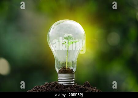 Die Glühbirne befindet sich im Inneren mit Blättern, Wäldern und Bäumen im Licht. Konzepte des Umweltschutzes und der Treibhauserwärmung Stockfoto