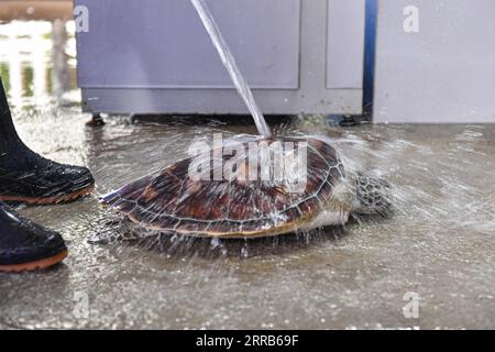 210903 -- HAIKOU, 3. September 2021 -- Ein Freiwilliger reinigt die Schale für eine Schildkröte auf der Schildkröten-erste-Hilfe-Station in der Hainan Normal University in Haikou, südchinesische Provinz Hainan, am 27. August 2021. Die 2013 gegründete erste-Hilfe-Station in der Hainan Normal University hat es sich zur Aufgabe gemacht, Schildkröten in Not zu helfen und das Bewusstsein der Menschen für den Schildkrötenschutz zu schärfen. Diese Station wird von mehr als 30 Freiwilligen aus Biologie und verwandten Studiengängen an der Universität betrieben und heilt und rehabilitiert Schildkröten. Die Freiwilligen sagten, sie fühlen sich gut bezahlt für ihre mühsame Arbeit, wenn sie voll erholte Schildkröten beobachten Stockfoto