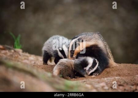 Eine Nahaufnahme von drei Dachsen, die einen verspielten Moment gemeinsam auf dem Boden genießen Stockfoto