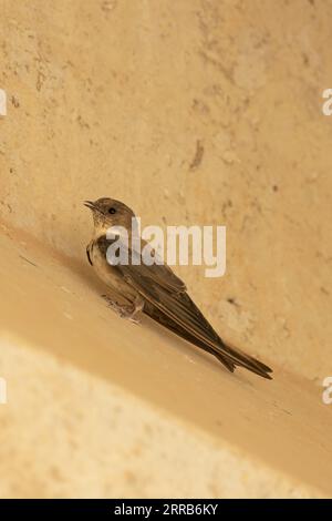 Eurasian Crag Martin (Ptyonoprogne rupestris) Pyrenäen Spanien es August 2023 Stockfoto