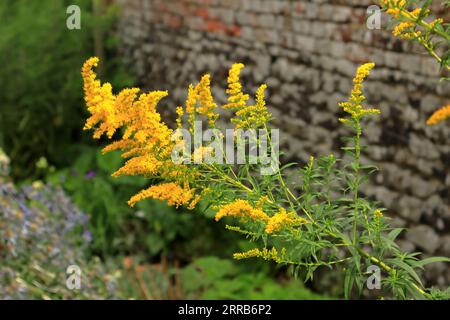 Solidago canadensis ist auch als kanadische (oder kanadische) Goldrute bekannt. Der Petersfield Psychic Garden ist kostenlos für die Öffentlichkeit zugänglich und liegt in einem Garten aus dem 17. Jahrhundert. Es enthält eine Vielzahl von Kräutern, Blumen und Bäumen und hat eine wunderschön ruhige Atmosphäre. Dieser ummauerte Garten wurde dem Hampshire Gardens Trust 1988 von Major John Bowen geschenkt. Major Bowen wollte einen Garten für Bildung, Genuss und Erhaltung schaffen. Stockfoto