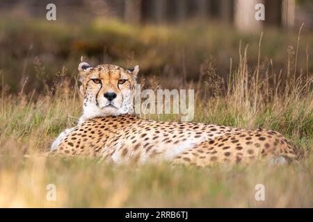 Nahaufnahme eines Geparden (Acinonyx jubatus), der im Freien in langem Gras liegt und direkt auf die Kamera starrt. Stockfoto