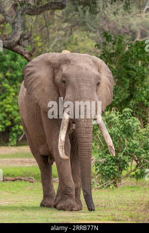 Ein Bild von Boswell, dem Elefanten, dem größten Tusker im Mana Pools National Park in Simbabwe. Stockfoto