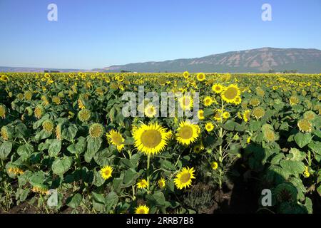 Ein großes Feld kommerzieller Sonnenblumen, das auf einem landwirtschaftlichen Feld in der Nähe der Stadt La Grande, Oregon, wächst. Stockfoto