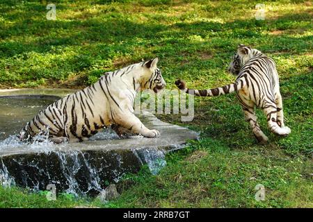 New Delhi, Indien. September 2023. Zwei weiße Tiger werden zusammen im Wasser im Zoo in Neu-Delhi, Indien, am 5. September 2023 gesehen. Foto von ABACAPRESS.COM Credit: Abaca Press/Alamy Live News Stockfoto