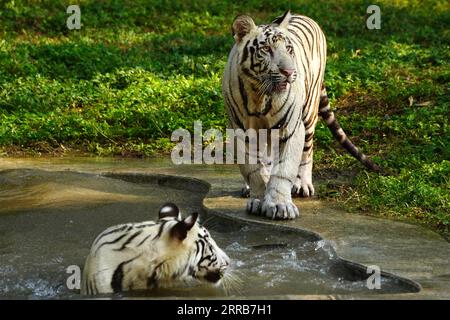 New Delhi, Indien. September 2023. Zwei weiße Tiger werden zusammen im Wasser im Zoo in Neu-Delhi, Indien, am 5. September 2023 gesehen. Foto von ABACAPRESS.COM Credit: Abaca Press/Alamy Live News Stockfoto