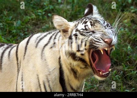 New Delhi, Indien. September 2023. Zwei weiße Tiger werden zusammen im Wasser im Zoo in Neu-Delhi, Indien, am 5. September 2023 gesehen. Foto von ABACAPRESS.COM Credit: Abaca Press/Alamy Live News Stockfoto