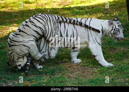 New Delhi, Indien. September 2023. Zwei weiße Tiger werden zusammen im Wasser im Zoo in Neu-Delhi, Indien, am 5. September 2023 gesehen. Foto von ABACAPRESS.COM Credit: Abaca Press/Alamy Live News Stockfoto