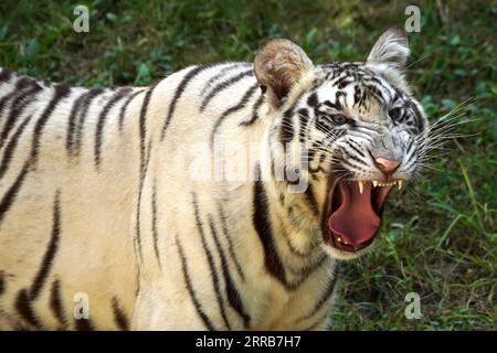 New Delhi, Indien. September 2023. Zwei weiße Tiger werden zusammen im Wasser im Zoo in Neu-Delhi, Indien, am 5. September 2023 gesehen. Foto von ABACAPRESS.COM Credit: Abaca Press/Alamy Live News Stockfoto