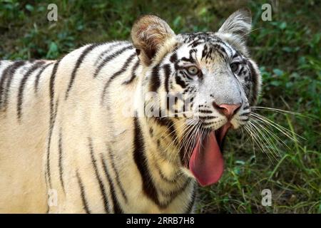 New Delhi, Indien. September 2023. Zwei weiße Tiger werden zusammen im Wasser im Zoo in Neu-Delhi, Indien, am 5. September 2023 gesehen. Foto von ABACAPRESS.COM Credit: Abaca Press/Alamy Live News Stockfoto
