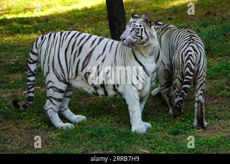 New Delhi, Indien. September 2023. Zwei weiße Tiger werden zusammen im Wasser im Zoo in Neu-Delhi, Indien, am 5. September 2023 gesehen. Foto von ABACAPRESS.COM Credit: Abaca Press/Alamy Live News Stockfoto