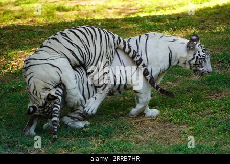 New Delhi, Indien. September 2023. Zwei weiße Tiger werden zusammen im Wasser im Zoo in Neu-Delhi, Indien, am 5. September 2023 gesehen. Foto von ABACAPRESS.COM Credit: Abaca Press/Alamy Live News Stockfoto