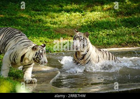 New Delhi, Indien. September 2023. Zwei weiße Tiger werden zusammen im Wasser im Zoo in Neu-Delhi, Indien, am 5. September 2023 gesehen. Foto von ABACAPRESS.COM Credit: Abaca Press/Alamy Live News Stockfoto