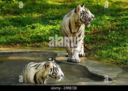 New Delhi, Indien. September 2023. Zwei weiße Tiger werden zusammen im Wasser im Zoo in Neu-Delhi, Indien, am 5. September 2023 gesehen. Foto von ABACAPRESS.COM Credit: Abaca Press/Alamy Live News Stockfoto