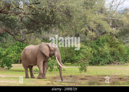 Ein Bild von Boswell, dem Elefanten, dem größten Tusker im Mana Pools National Park in Simbabwe. Stockfoto