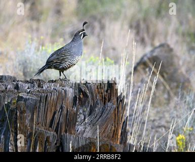 Porträt einer männlichen kalifornischen Wachtel auf einem Stumpf in der High Desert im Zentrum von Oregon. Stockfoto