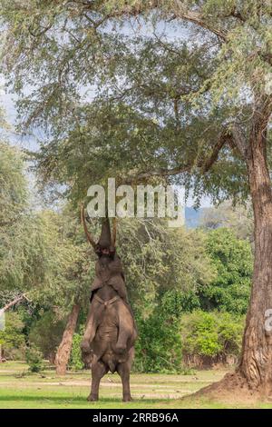 Boswell, der Elefant, steht auf seinen Hinterbeinen, um im Mana Pools National Park von Simbabwe zu füttern. Stockfoto