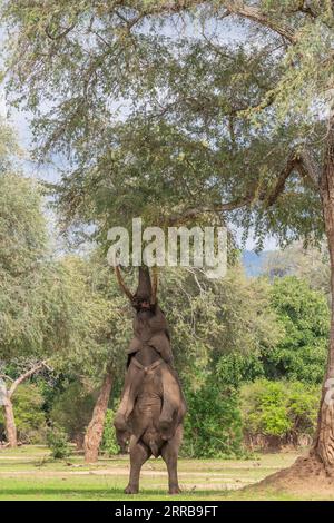 Boswell, der Elefant, steht auf seinen Hinterbeinen, um im Mana Pools National Park von Simbabwe zu füttern. Stockfoto