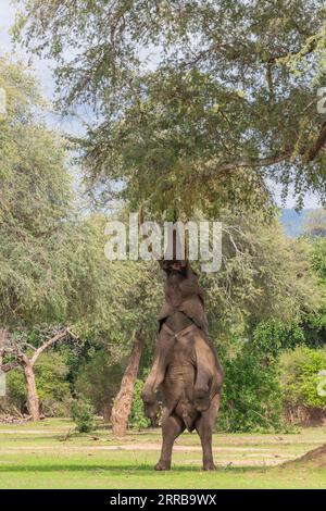 Boswell, der Elefant, steht auf seinen Hinterbeinen, um im Mana Pools National Park von Simbabwe zu füttern. Stockfoto