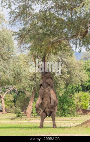 Boswell, der Elefant, steht auf seinen Hinterbeinen, um im Mana Pools National Park von Simbabwe zu füttern. Stockfoto