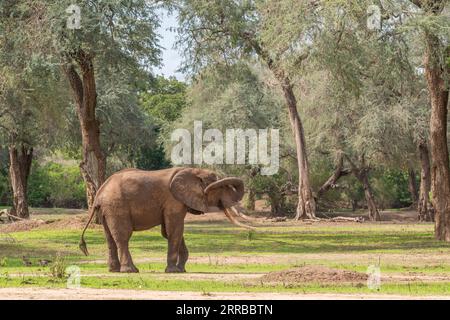 Ein Bild von Boswell, dem Elefanten, dem größten Tusker im Mana Pools National Park in Simbabwe. Stockfoto