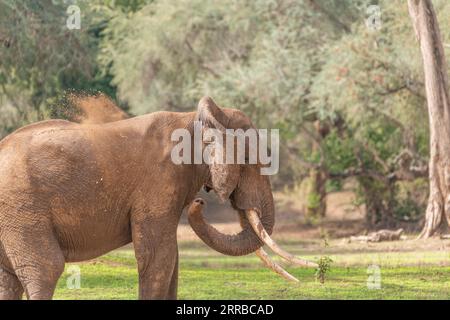 Ein Bild von Boswell, dem Elefanten, dem größten Tusker im Mana Pools National Park in Simbabwe. Stockfoto