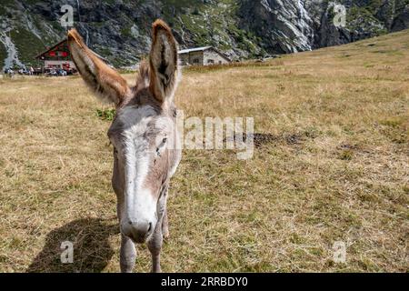 Ein entzückender Esel, der auf einem üppigen grünen Grasfeld steht, mit einem kleinen Haus im Hintergrund Stockfoto