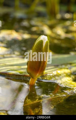 Weiße Seerosenblüten-Knospe, die aus der Wasseroberfläche in einem Teich ragt. Stockfoto