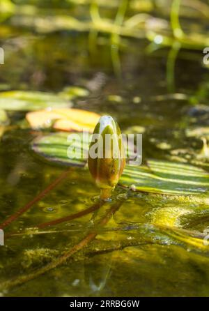 Weiße Seerosenblüten-Knospe, die aus der Wasseroberfläche in einem Teich ragt. Stockfoto