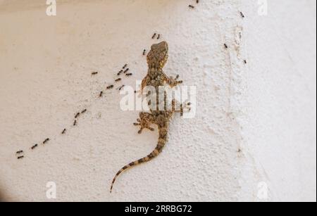 Gecko, europa, maurischer Wandgecko, Tarentola mauritanica, Ameisen fressen. Andalusien, Spanien Stockfoto