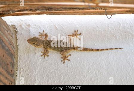 Gecko, europa, maurischer Wandgecko, Tarentola mauritanica, auf einer weißen Wand. Andalusien, Spanien Stockfoto