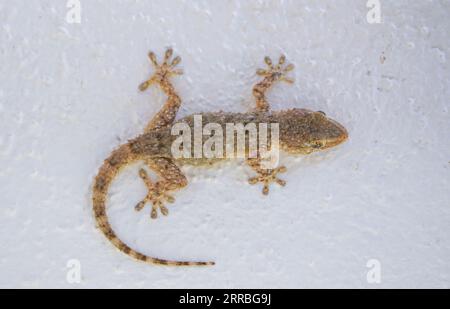 Gecko, europa, maurischer Wandgecko, Tarentola mauritanica, auf einer weißen Wand. Andalusien, Spanien Stockfoto