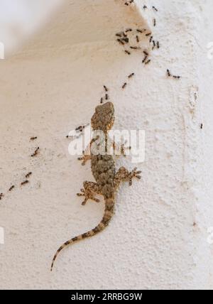 Gecko, europa, maurischer Wandgecko, Tarentola mauritanica, Ameisen fressen. Andalusien, Spanien Stockfoto