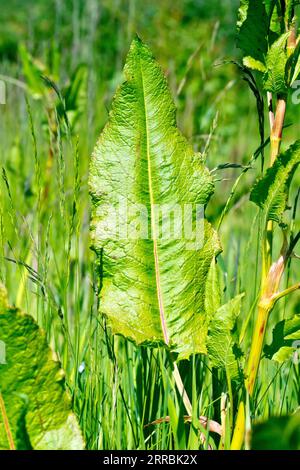Dock, möglicherweise Curled Dock (rumex crispus), vielleicht breitblättriges Dock (rumex obtusifolius), Nahaufnahme eines der großen unteren Blätter der Pflanze. Stockfoto