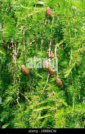 Lärche, wahrscheinlich Europäische Lauche (larix decidua), Nahaufnahme mehrerer unreifer Kegel auf den hängenden Ästen des Baumes im Frühjahr. Stockfoto