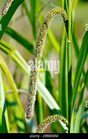 Pendulous Sedge (carex pendula), Nahaufnahme mit dem hängenden blühenden Kopf des hohen Grases. Stockfoto