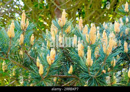 pinus sylvestris (pinus sylvestris), Nahaufnahme eines Zweiges des gewöhnlichen Baumes, bedeckt mit Spitzen männlicher Blüten. Stockfoto