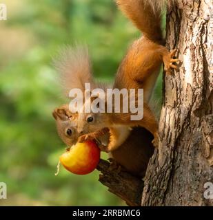 Zwei sehr romantische süße schottische rote Eichhörnchen teilen sich einen roten Apfel aus dem Zweig eines Baumes im Wald mit natürlichem grünem Hintergrund Stockfoto