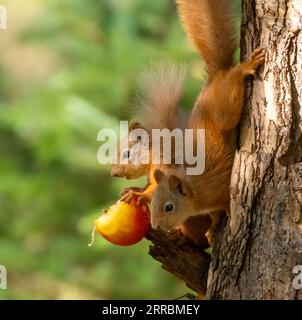 Zwei sehr romantische süße schottische rote Eichhörnchen teilen sich einen roten Apfel aus dem Zweig eines Baumes im Wald mit natürlichem grünem Hintergrund Stockfoto