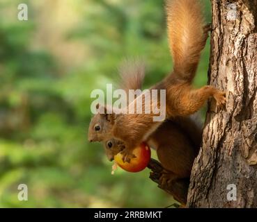 Zwei sehr romantische süße schottische rote Eichhörnchen teilen sich einen roten Apfel aus dem Zweig eines Baumes im Wald mit natürlichem grünem Hintergrund Stockfoto