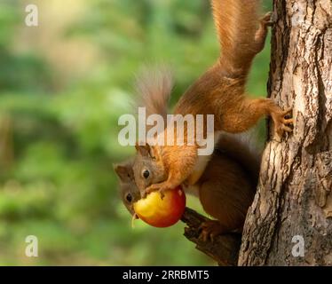 Zwei sehr romantische süße schottische rote Eichhörnchen teilen sich einen roten Apfel aus dem Zweig eines Baumes im Wald mit natürlichem grünem Hintergrund Stockfoto