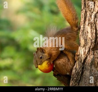 Zwei sehr romantische süße schottische rote Eichhörnchen teilen sich einen roten Apfel aus dem Zweig eines Baumes im Wald mit natürlichem grünem Hintergrund Stockfoto