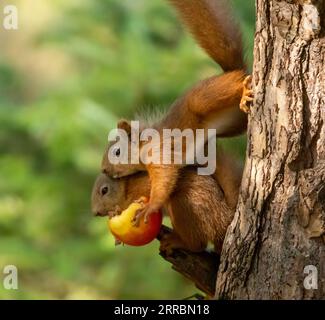 Zwei sehr romantische süße schottische rote Eichhörnchen teilen sich einen roten Apfel aus dem Zweig eines Baumes im Wald mit natürlichem grünem Hintergrund Stockfoto