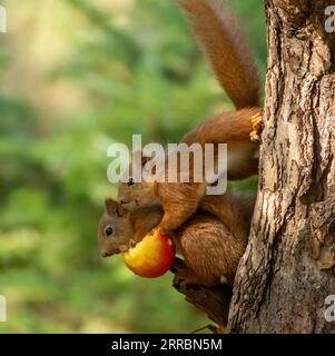 Zwei sehr romantische süße schottische rote Eichhörnchen teilen sich einen roten Apfel aus dem Zweig eines Baumes im Wald mit natürlichem grünem Hintergrund Stockfoto