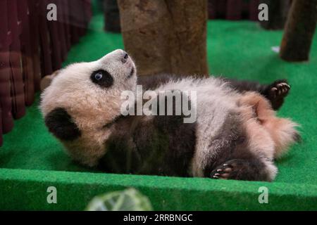 211001 -- KUALA LUMPUR, 1. Oktober 2021 -- Ein riesiges Panda-Jungtier wird im Zoo Negara in der Nähe von Kuala Lumpur, Malaysia, 1. Oktober 2021 gesehen. Am Freitag strömten die Malaysier in den Zoo Negara, den nationalen Zoo des Landes, der begierig war, den dritten riesigen Panda zu beobachten, der in Malaysia geboren wurde und der Öffentlichkeit zum ersten Mal vorgestellt wird. Foto von /Xinhua MALAYSIA-KUALA LUMPUR-RIESE PANDA CUB-DEBÜT ChongxVoonxChung PUBLICATIONxNOTxINxCHN Stockfoto