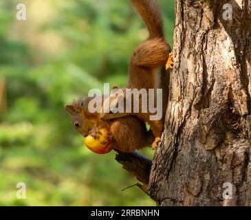 Zwei sehr romantische süße schottische rote Eichhörnchen teilen sich einen roten Apfel aus dem Zweig eines Baumes im Wald mit natürlichem grünem Hintergrund Stockfoto