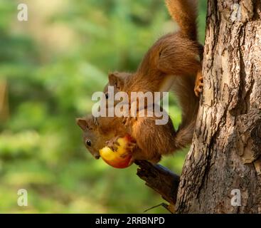 Zwei sehr romantische süße schottische rote Eichhörnchen teilen sich einen roten Apfel aus dem Zweig eines Baumes im Wald mit natürlichem grünem Hintergrund Stockfoto