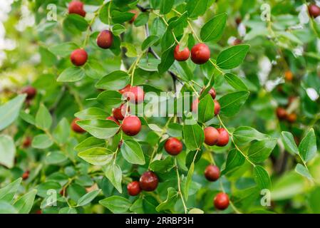 Reife Uni auf einem Ast im Garten. Stockfoto